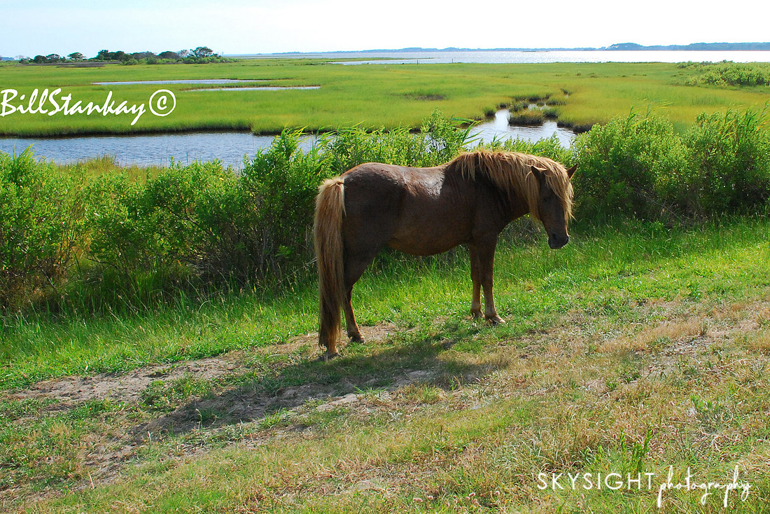 assateague (39)