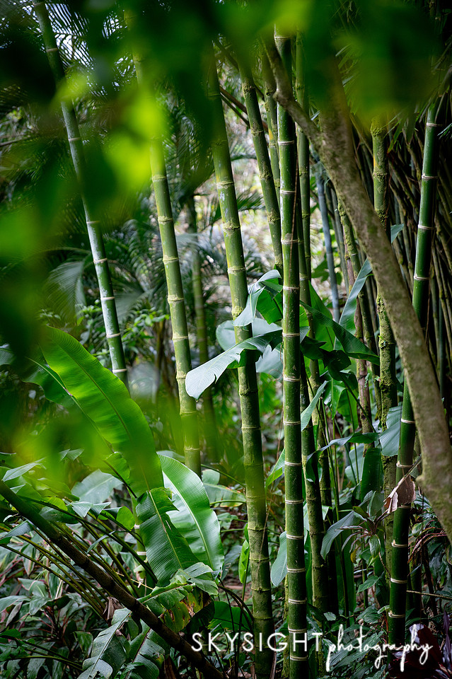 garden of eden2
