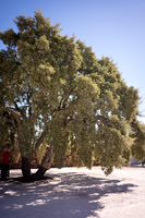 Evora_0011