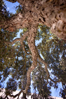 Evora_0010