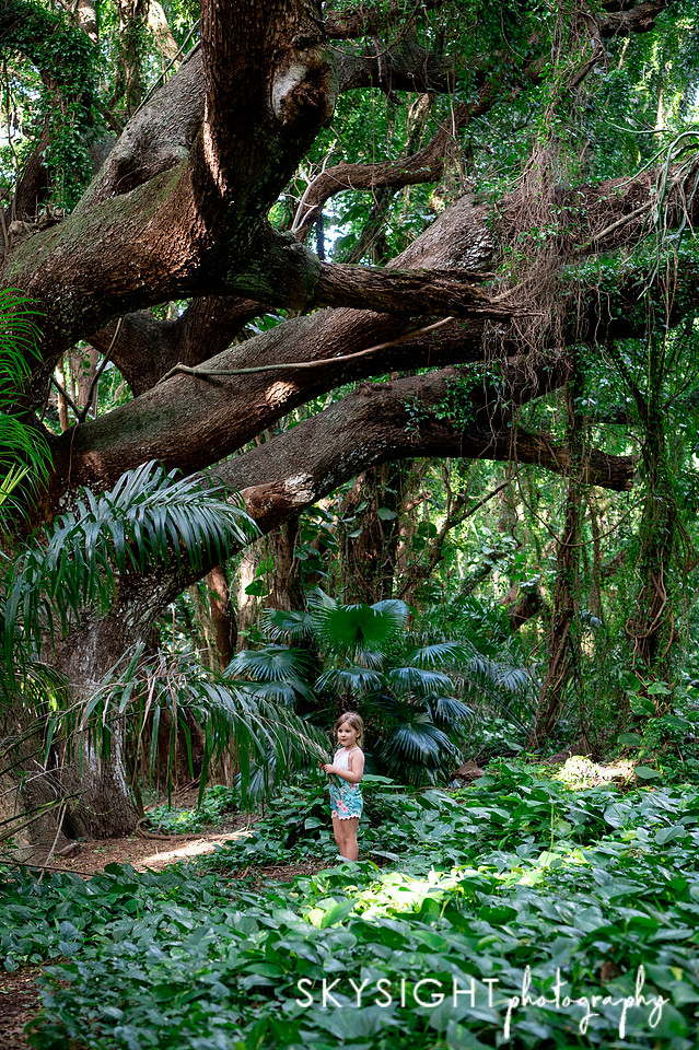 honolua bay jungle trees