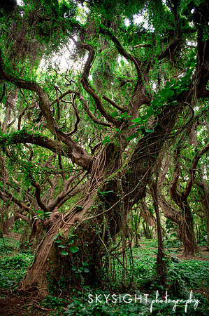 honolua bay jungle trees (2)