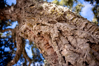Evora_0009