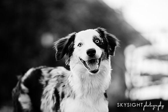 SKY_8294-2