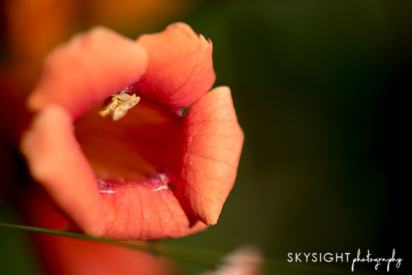 DSC_4963
