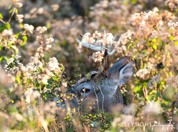 DSC_1786_edit-2