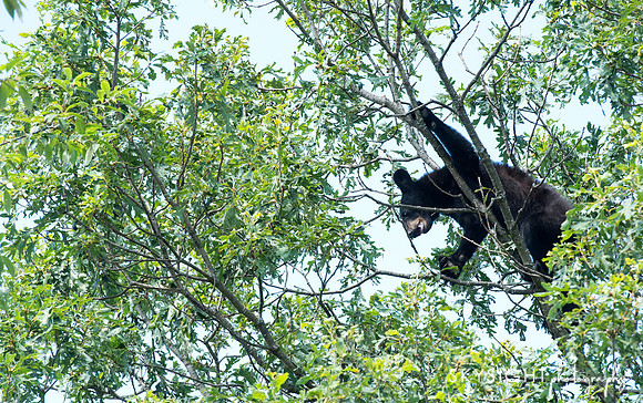 DSC_2255_shenandoah edit1