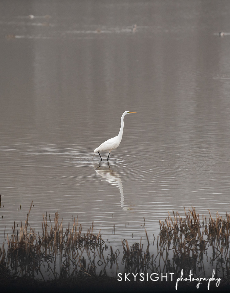 DSC_3394