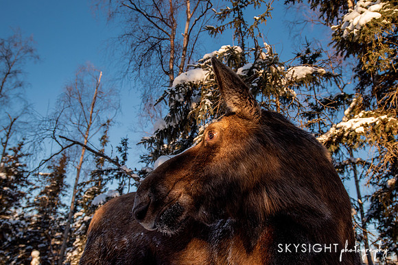 SKY_1857
