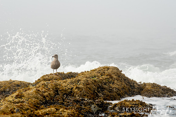 pemaq_016