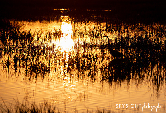 SKY_3523
